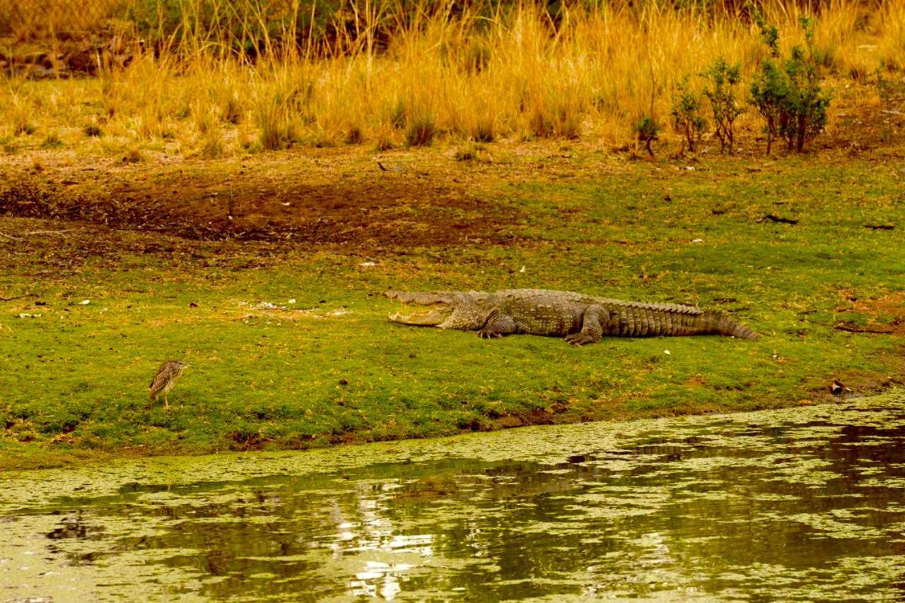 Aura Wildlife Camp And Resorts Marchula Buitenkant foto