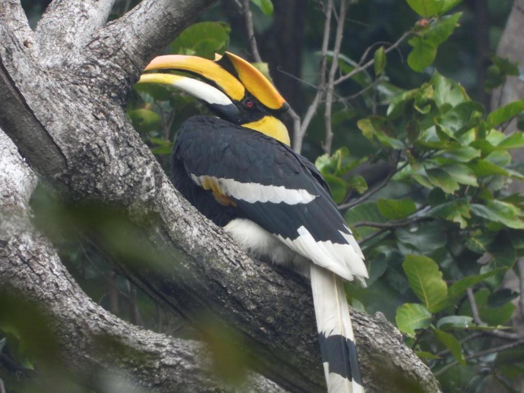 Aura Wildlife Camp And Resorts Marchula Buitenkant foto