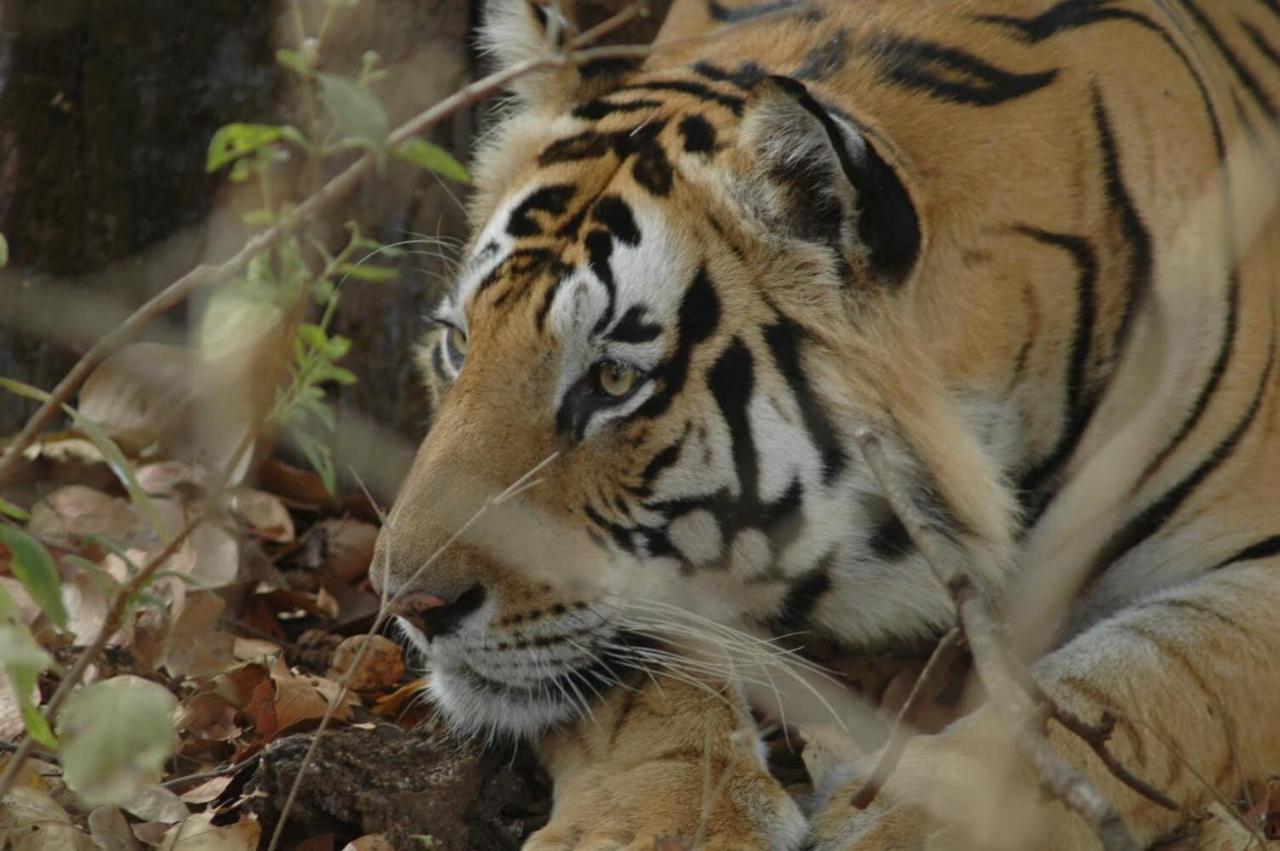 Aura Wildlife Camp And Resorts Marchula Buitenkant foto