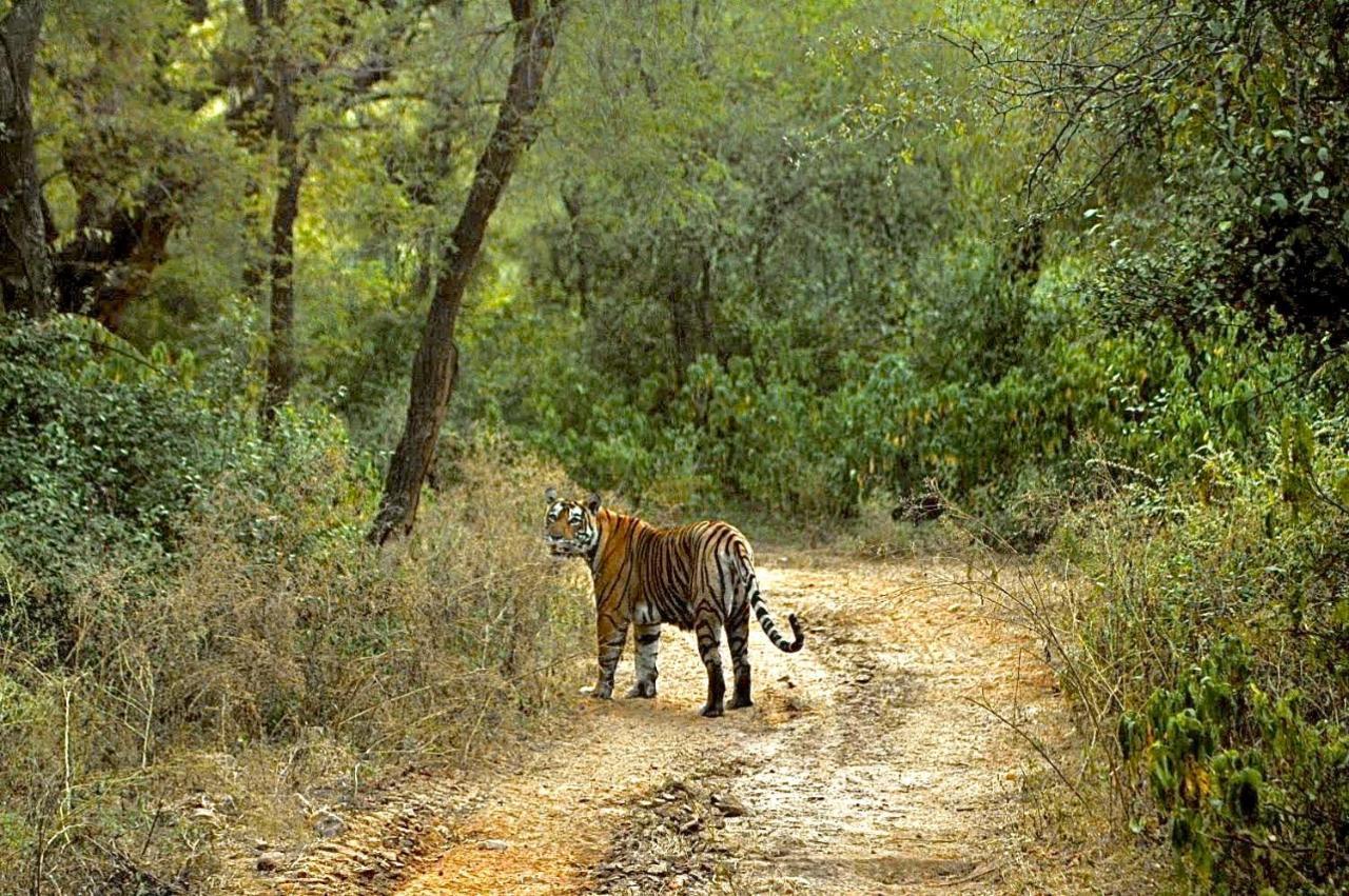 Aura Wildlife Camp And Resorts Marchula Buitenkant foto
