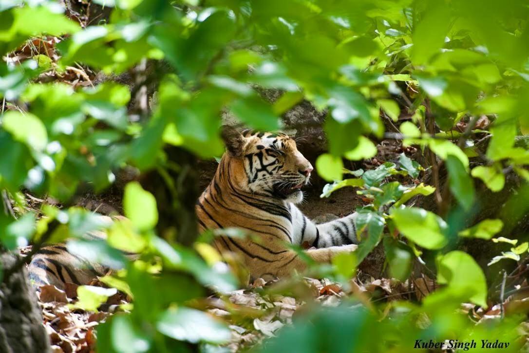 Aura Wildlife Camp And Resorts Marchula Buitenkant foto